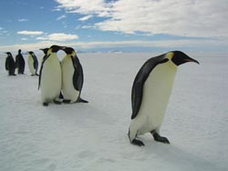 ccccold14.jpg