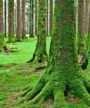 forest.jpg