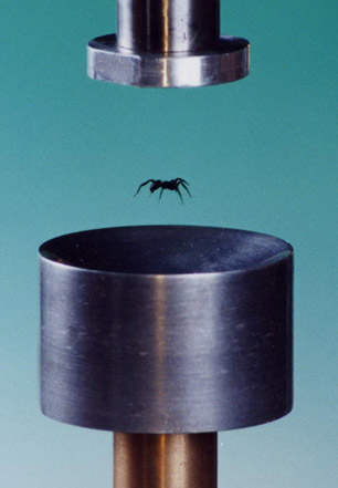 levitate_spider_02.jpg